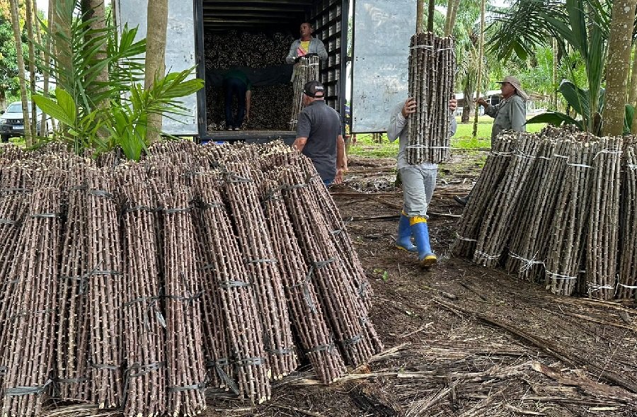 “Vassoura de Bruxa” ameaça lavouras de mandioca de seis municípios no Amapá post thumbnail image